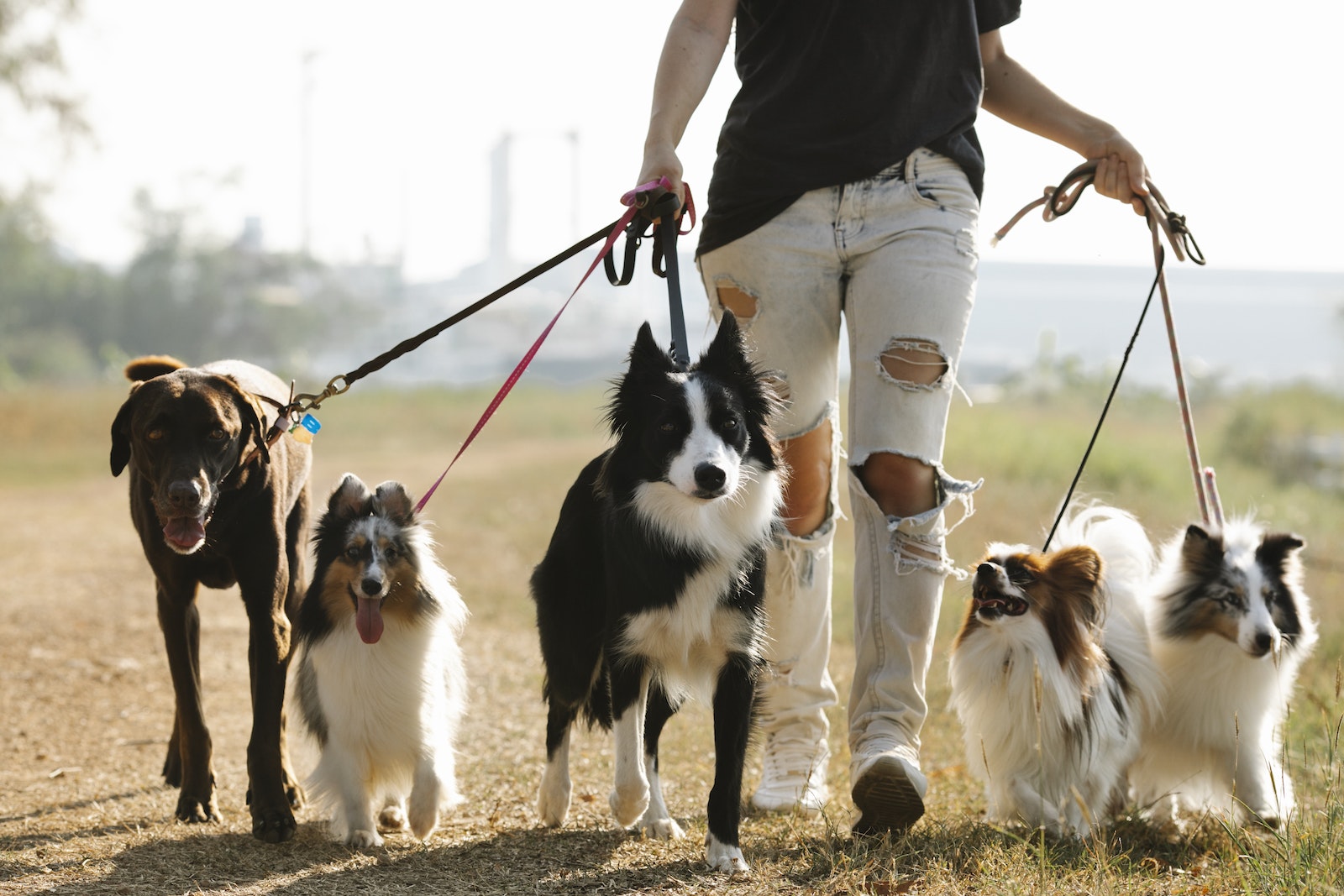 ways to make quick money - as a dog walker